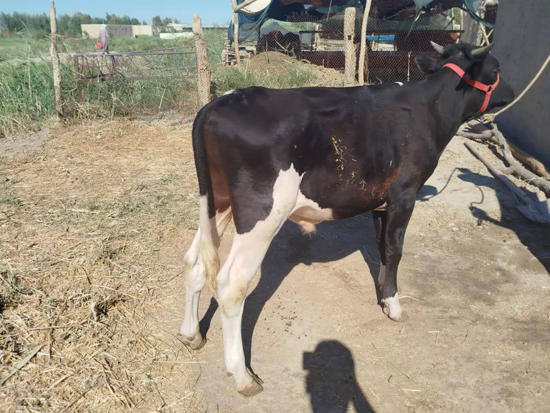 Sifatli buqqachalar sotiladi 7 Sifatli buqqachalar sotiladi 7