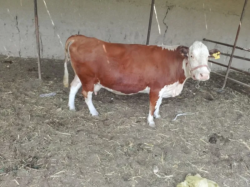 Sigir sotiladi bolasi urgochi 5 Sigir sotiladi bolasi urgochi 5