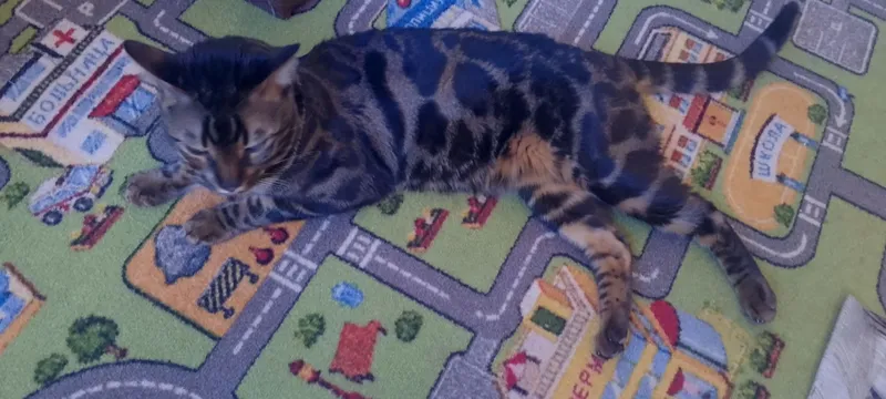 бенгальский Мушуг