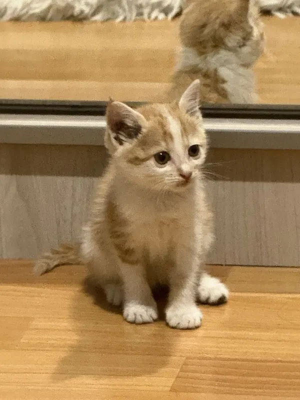 Отдам в добрые руки котенка — фото 3
