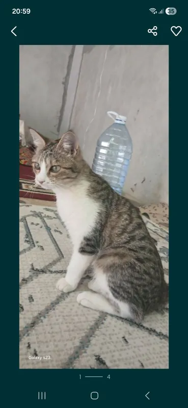 Кошка бесплатно 4 Кошка бесплатно 4