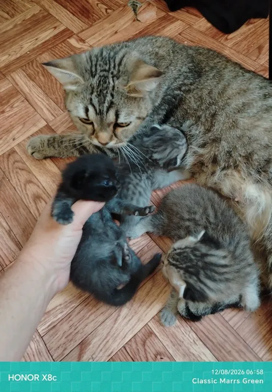 Отдам кошку с котятами в добрые руки 2 Отдам кошку с котятами в добрые руки 2