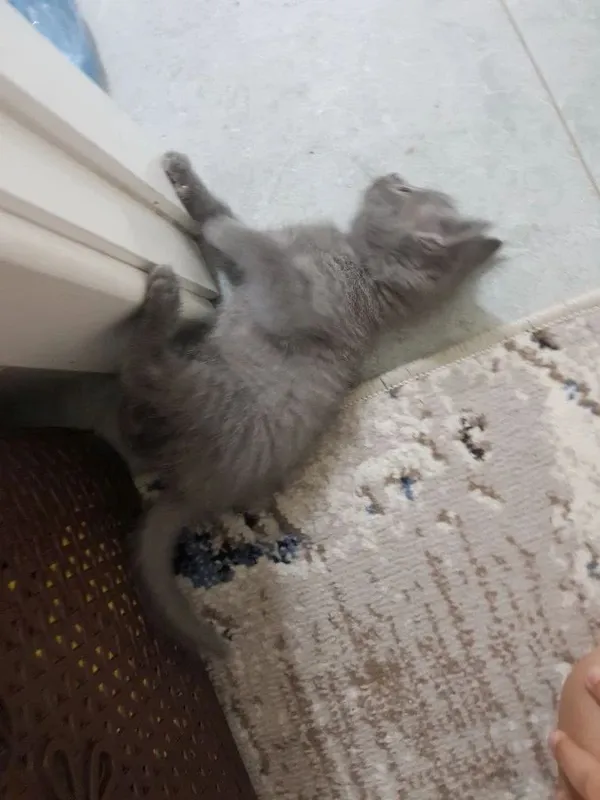 Кошка и ее котята продаются. — фото 2