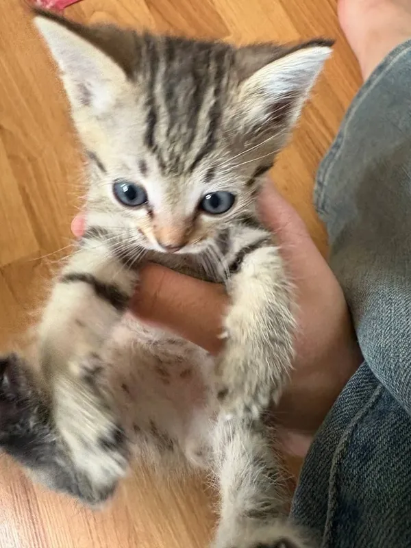 Бенгальский котёнок мальчик 2 Бенгальский котёнок мальчик 2