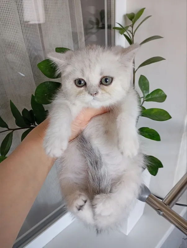 Продаю котят шиншиллы — фото 2