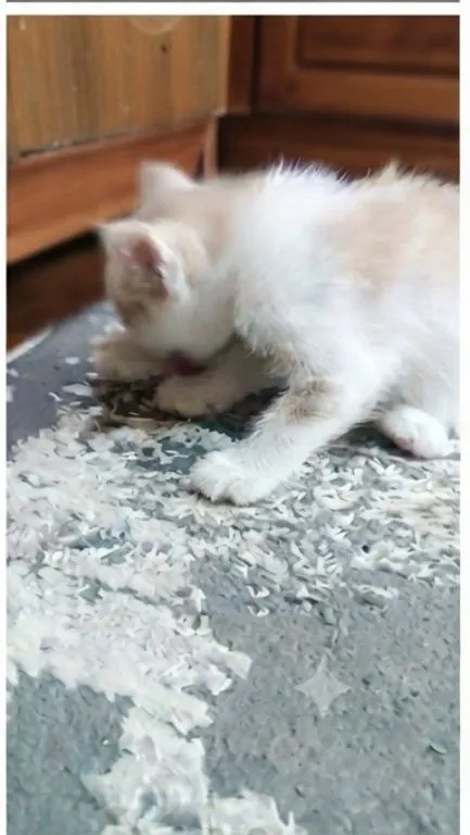 кошечка ищет хозаена 3