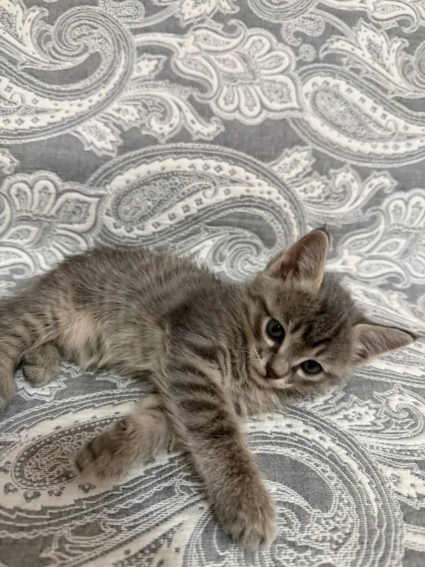 Котенок, отдам в хорошие руки 2