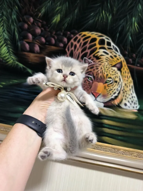 Милые прекрасные малыши