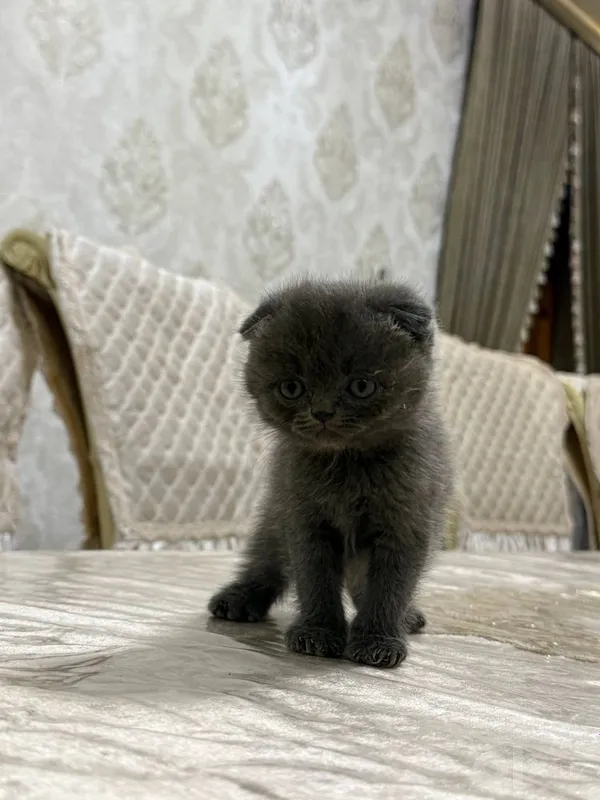 Скотиш фолл и скотиш страйт 1 Скотиш фолл и скотиш страйт 1