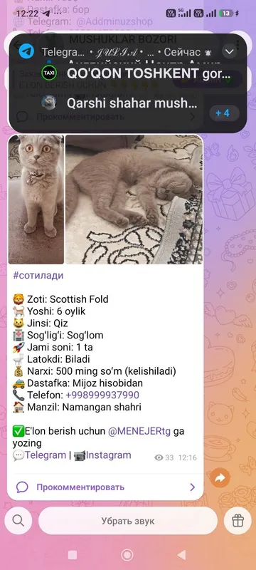 Золото шиншилла ny11 и ny12 5 Золото шиншилла ny11 и ny12 5