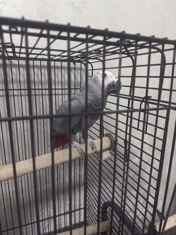 Jako (African Grey) papugay 1 Jako (African Grey) papugay 1