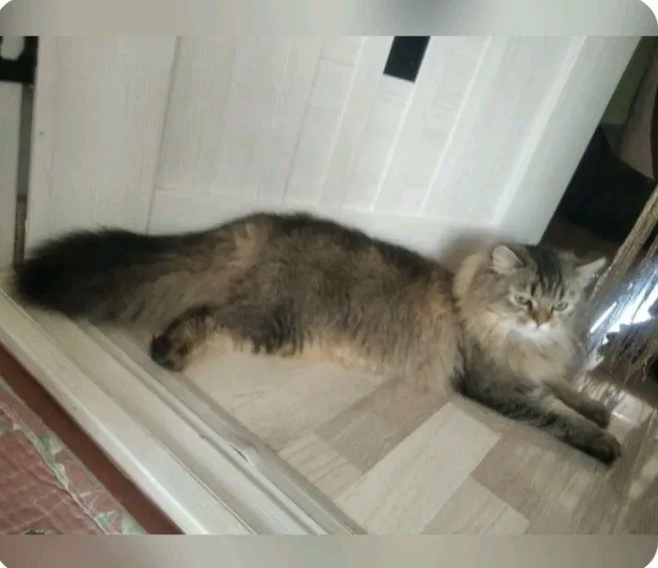 Zotli mushuk sotiladi 3 Zotli mushuk sotiladi 3