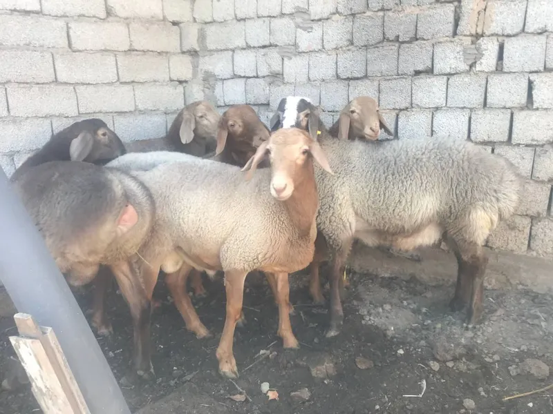 Qassob servis aqiqa va marosimlar uchun qochqorlar — фото 1