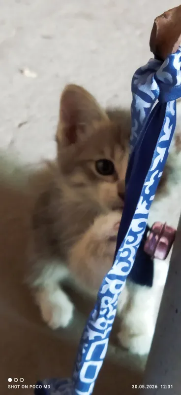 Котята в добрые руки — фото 4