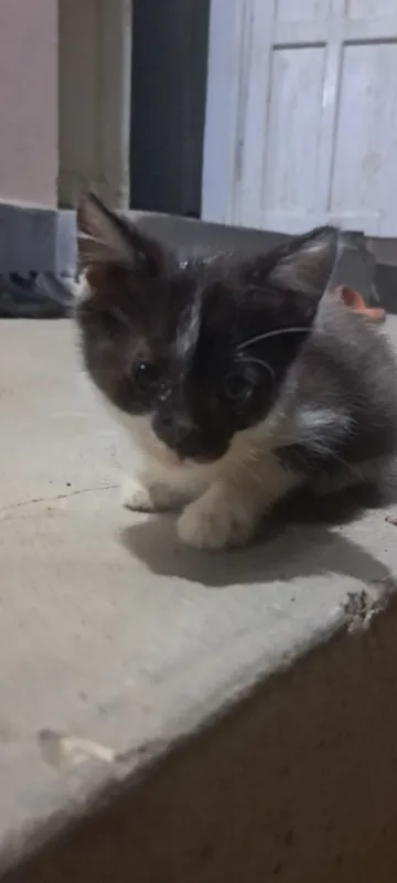 котёнок в подарок 1 котёнок в подарок 1