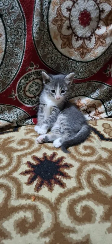 Отдаем котят в хорошие руки 2 Отдаем котят в хорошие руки 2