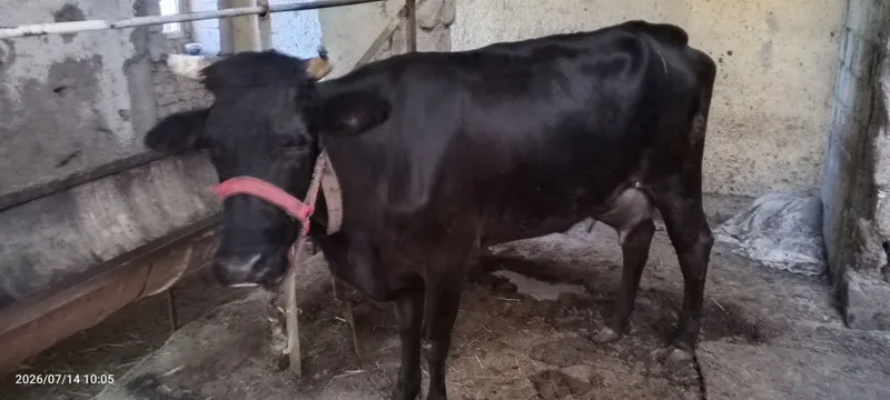 Ona bola sigir sotiladi 1 Ona bola sigir sotiladi 1