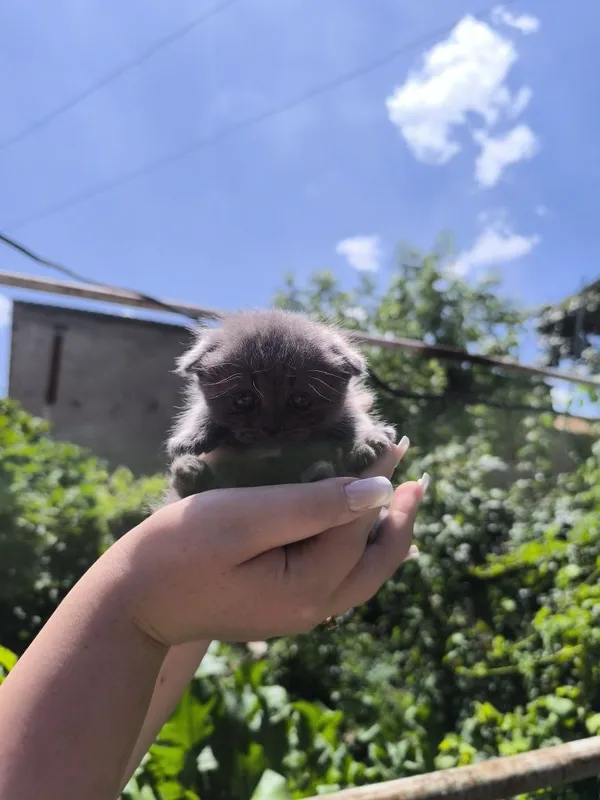 Продаю котят скотишь фолд а так же имеются 4 штуки страйд 2 месяца 2