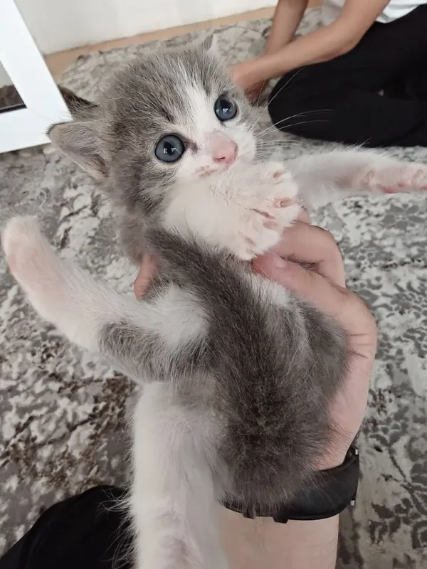2 котость кошки . 5