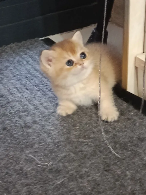 Продаётся котёнок британский 3