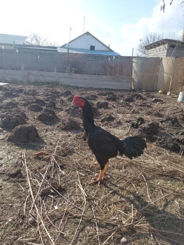 Дакан хуроз жужа — фото 3