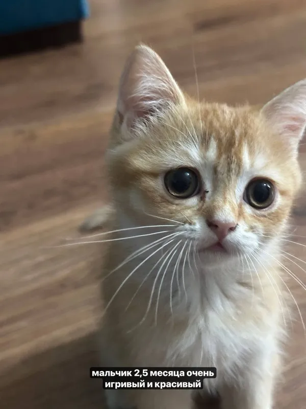 Кот и кошка британские шиншиллы 2 Кот и кошка британские шиншиллы 2