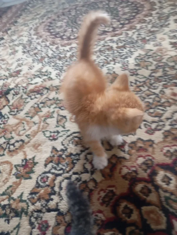 Котята 4 Котята 4