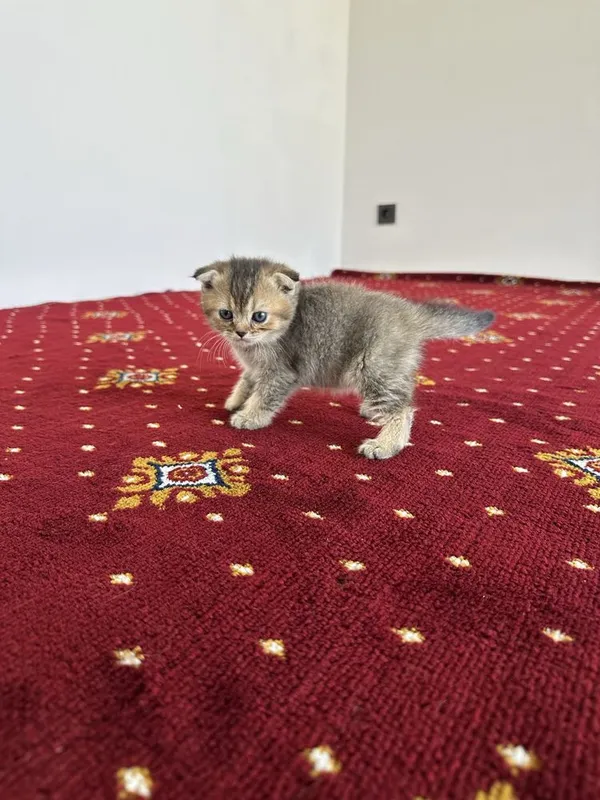 Scottish fold и Scottish straight настоящий — фото 5