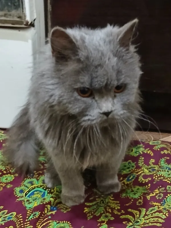 Mushuk sotiladi.