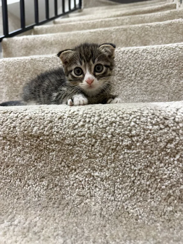 Scottish Fold — фото 4