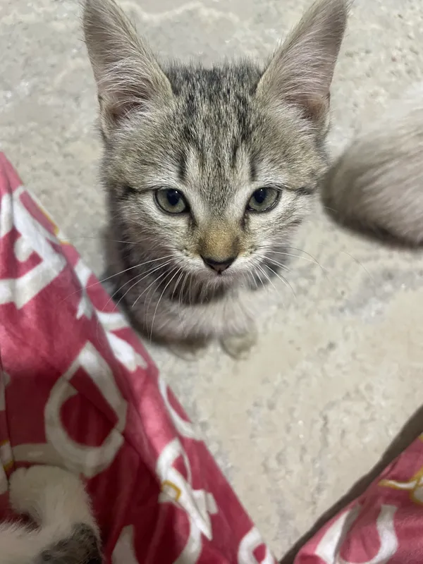 Котята 2 месяц, бесплатно отдам в харошие руки 5 Котята 2 месяц, бесплатно отдам в харошие руки 5