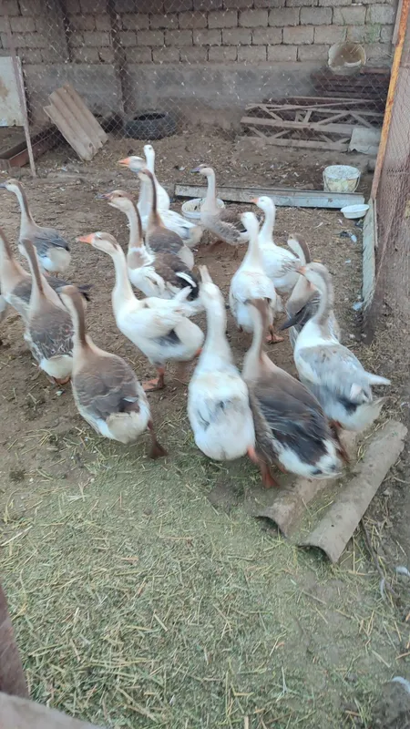 Гоз, gʻoz, ғоз, goz sotiladi 1 Гоз, gʻoz, ғоз, goz sotiladi 1