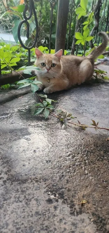zotli mushiklar sotiladi 3 zotli mushiklar sotiladi 3