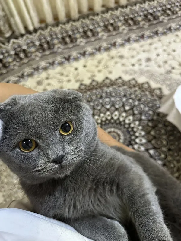 Котята британский + шотладская породистые 3 Котята британский + шотладская породистые 3