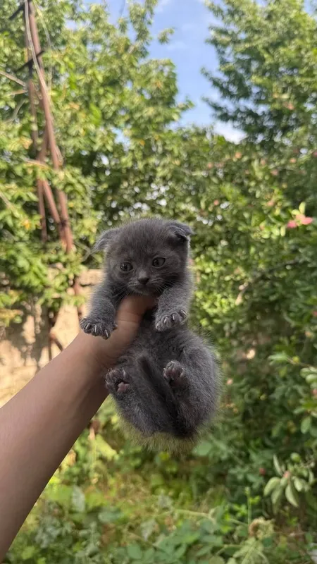 Продаётся котята вислоухие — фото 4