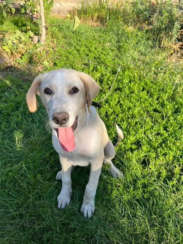 Labrador Retriever sotiladi 3 Labrador Retriever sotiladi 3