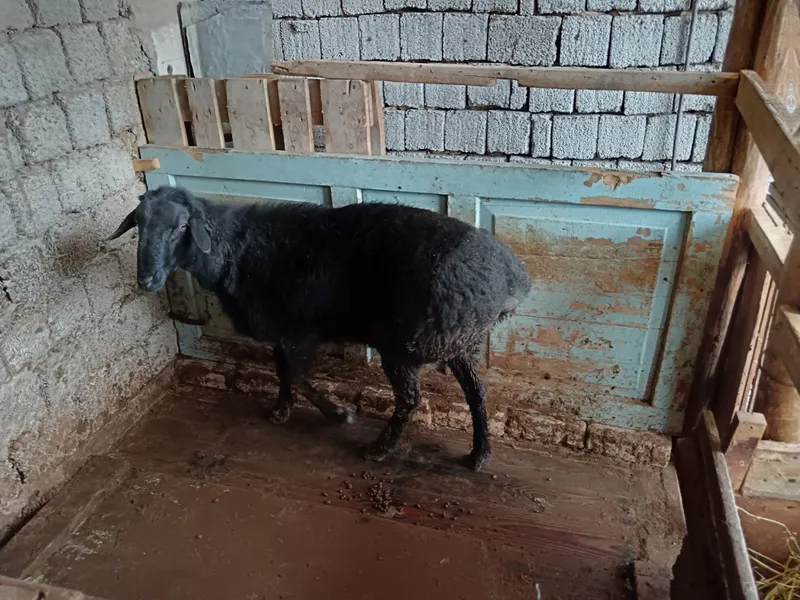 Животные только на кукурузах от кормленна больше чёрного мясо — фото 3