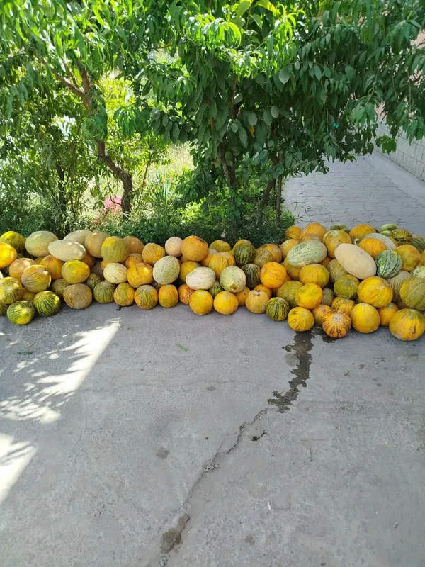 Qovun optom narxlarda sotiladi donasi 3000 ming — фото 1