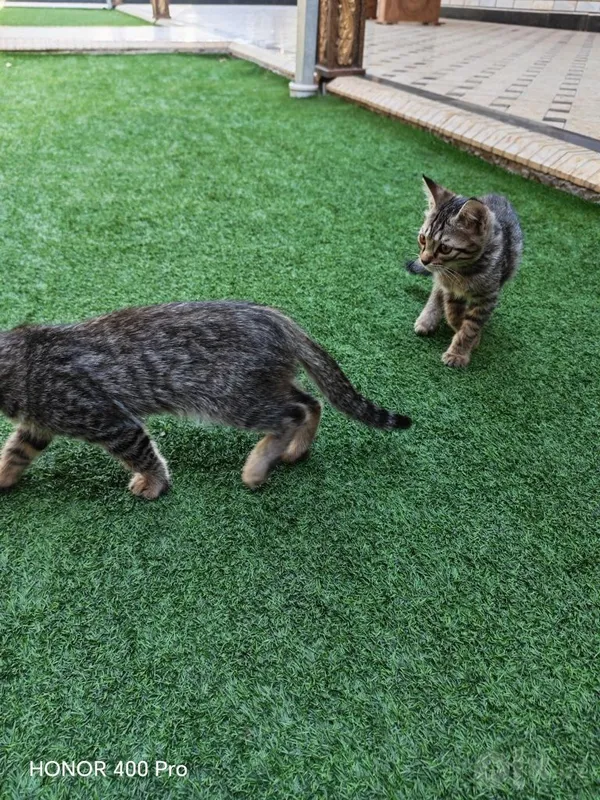 Uy mushuklar qiz va ogil 3 Uy mushuklar qiz va ogil 3