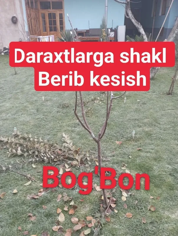 Daraxt kesamiz dorilash xizmati 1 Daraxt kesamiz dorilash xizmati 1