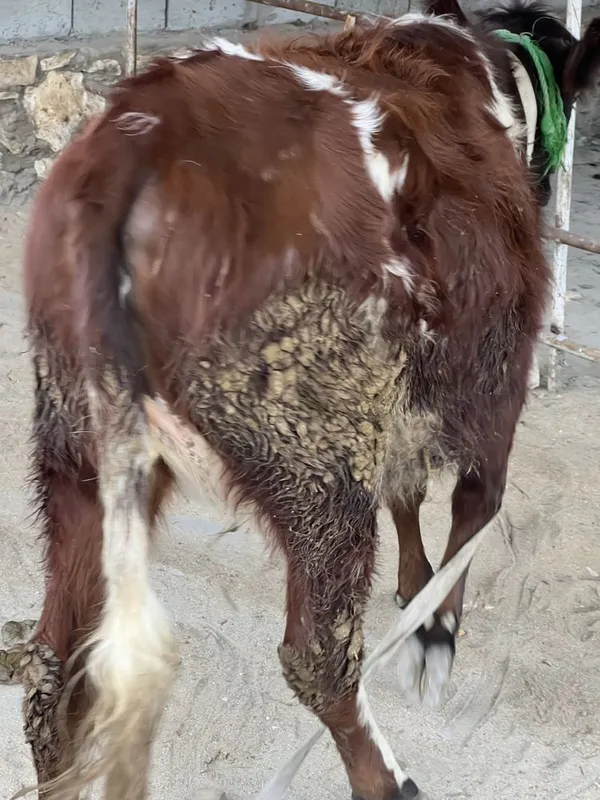 Toza qonli angus 1 qorin bolasi buqa — фото 1