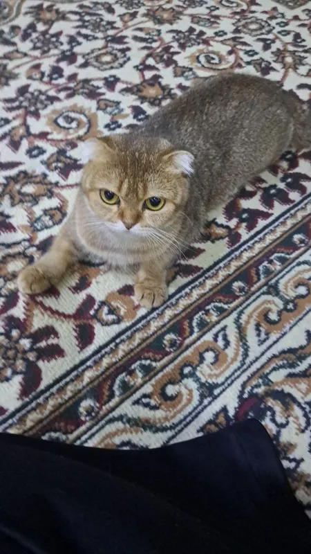 Шотландский фолд, котёнок, 5 месяцев 6
