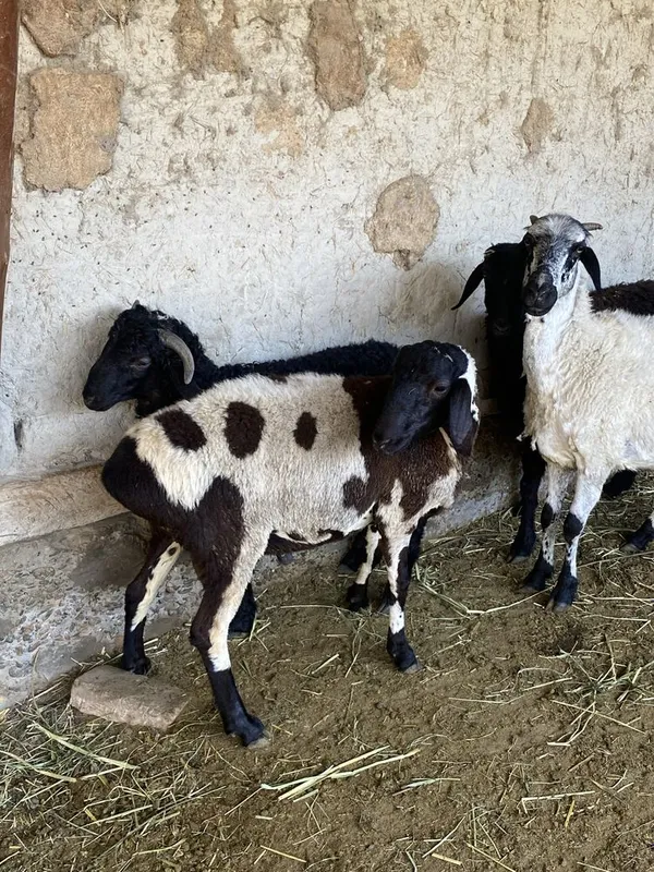 Qo’chqor barra sotiladi uyni moli yeb ichishi zor 1