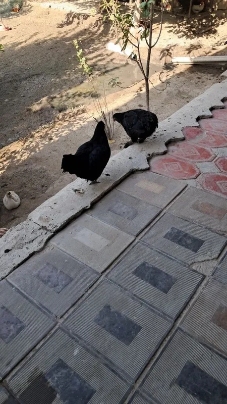 Zottor tovuqlar sotiladi 1 Zottor tovuqlar sotiladi 1