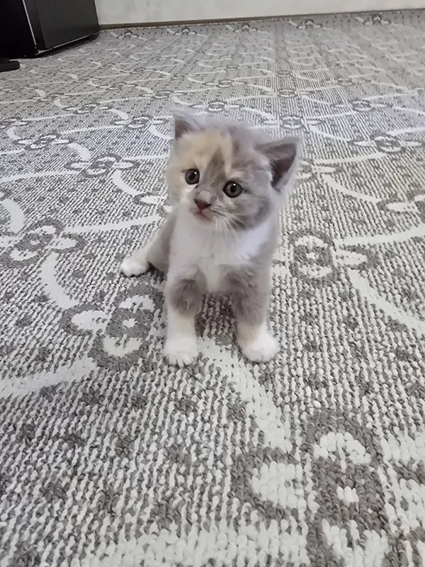 Срочно продаются котята