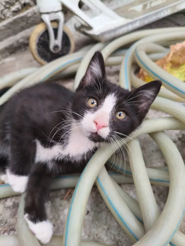 Котята очень хорошие добрые игривые — фото 2