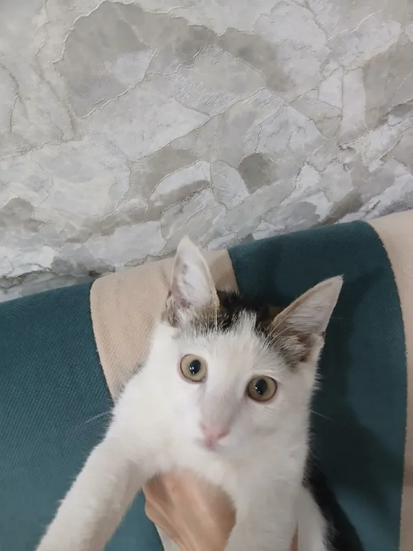 Отдам котенка в добрые руки 1 Отдам котенка в добрые руки 1