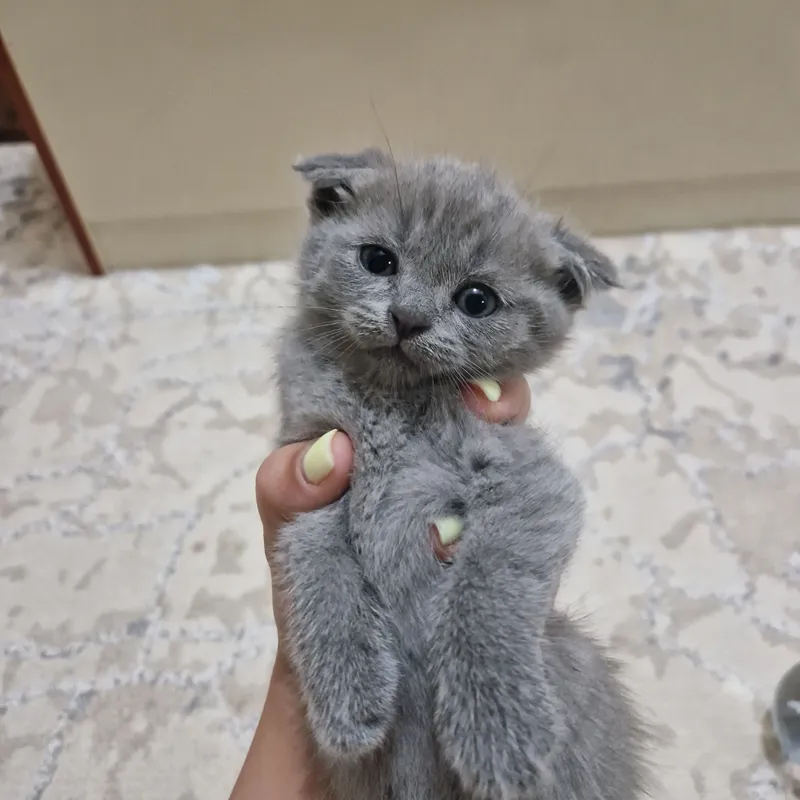Toza  Shotland Scottish Fold mushukcha sotiladi 1
