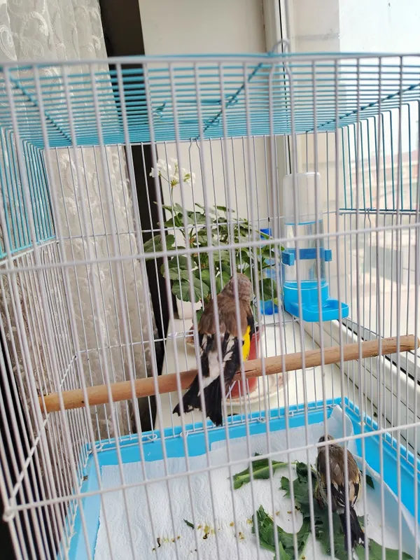 Продаются 2 щегла