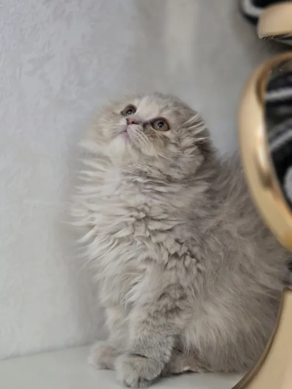 Продаётся очаровательная кошечка Scottish Fold Highland. 3-месячная. — фото 1